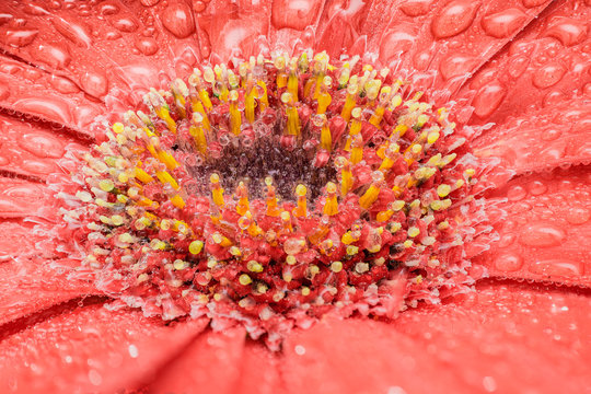 Macro of a red flower made with stack techinque