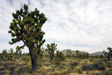 Fototapeta premium Joshua Trees in the Mojave Desert