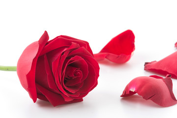 red rose with rose petal