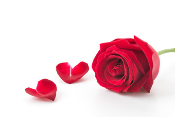 Obraz premium red rose with rose petal