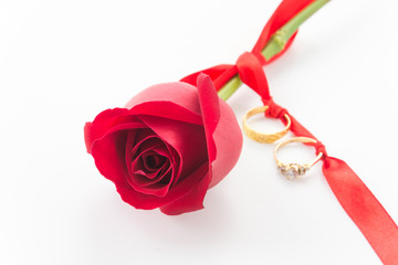 red rose with ring  isolated on white background