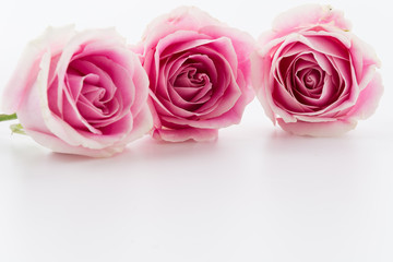 Fototapeta na wymiar white and pink rose on white background