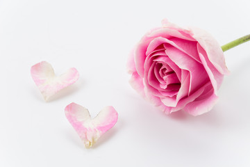 white and pink rose on white background