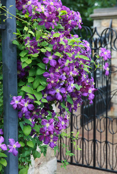 Garden Clematis