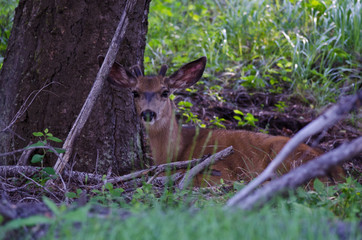 Young Buck Resting in the Shade of a Tree