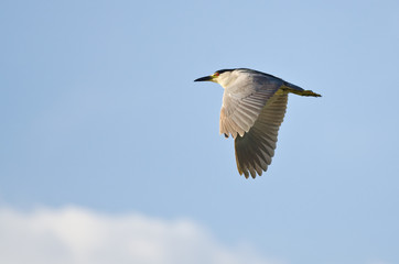 Black-Crowned Night-Heron Flying in a Blue Sky