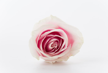 Fototapeta na wymiar white and pink rose on white background