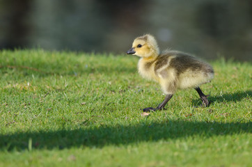 Adorable Little Gosling Looking for Food in the Grass