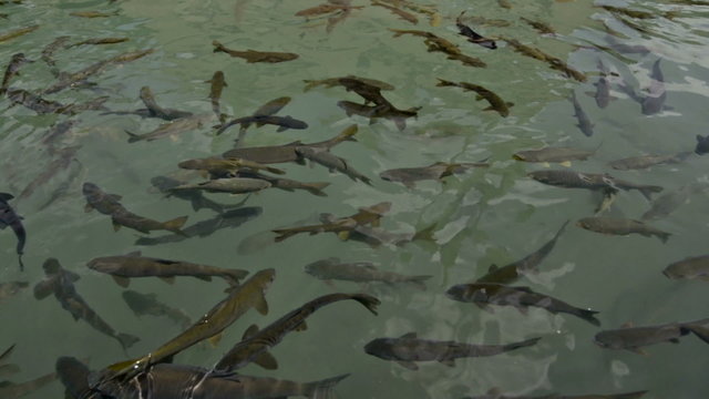 Holy fishes of Holy Lake (Fish Lake), Urfa