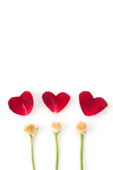 red rose petal on white background