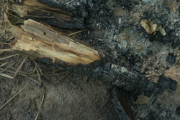 Log, burning, black, charcoal fire