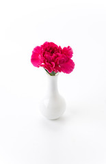 red carnations flower