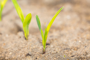 Young corn