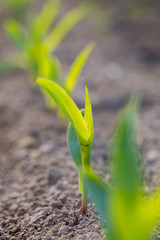 Young corn
