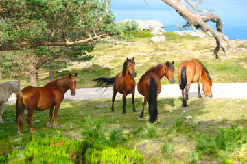 Fototapeta premium Caballos salvajes