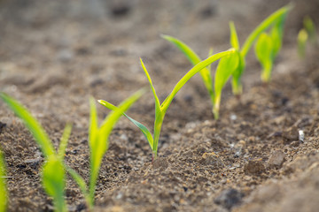 Young corn