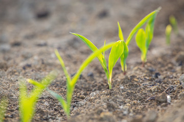 Young corn