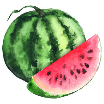 Watercolor green stripe watermelon and red slice vector isolated