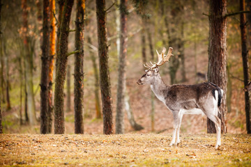 Red deer stag in autumn fall forest