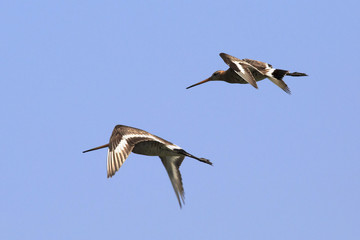 Asian dowitcher