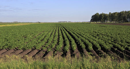 Beautiful rows on field planted with potatoes.