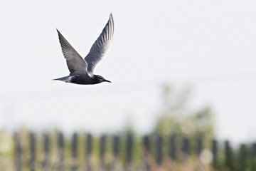 Tern flying in the sky.
