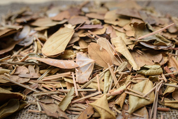 Dry leaves on the ground