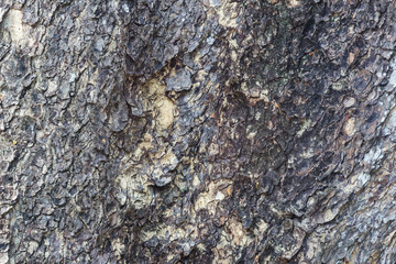 Tree bark texture wallpaper