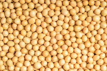 food background of soybean, tilt shift lens