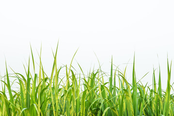 Sugar cane leaf on isolated white background