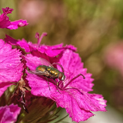 Marco of a green bottle fly on a pink carnation.