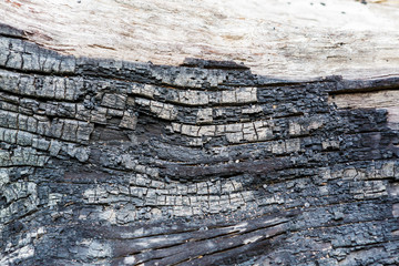 Dry wooden with char
