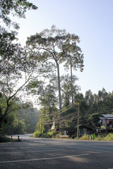 Road to the jungle / The road surrounded by forest and mountain, Chiangmai, Thailand