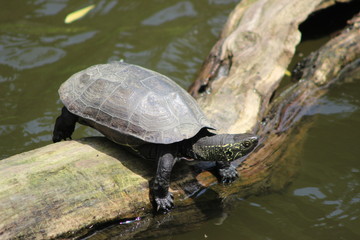 カメの甲羅干し