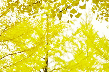 Obraz premium イチョウの黄葉