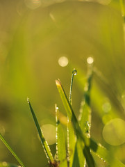 grass with dew drops