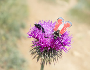 A beetles sits on a flower