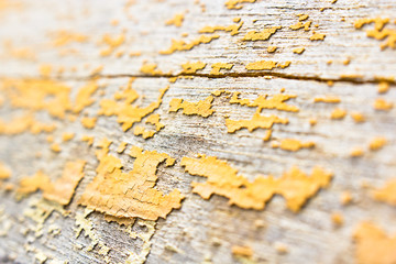 Teak wood texture and background