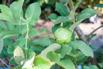  guava fruits in a tree