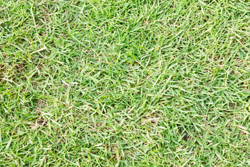 Grasses background