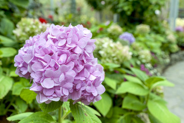 Beautiful Hydrangea garden background