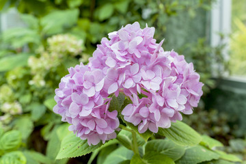 Fototapeta premium Beautiful pink Hydrangea flower 