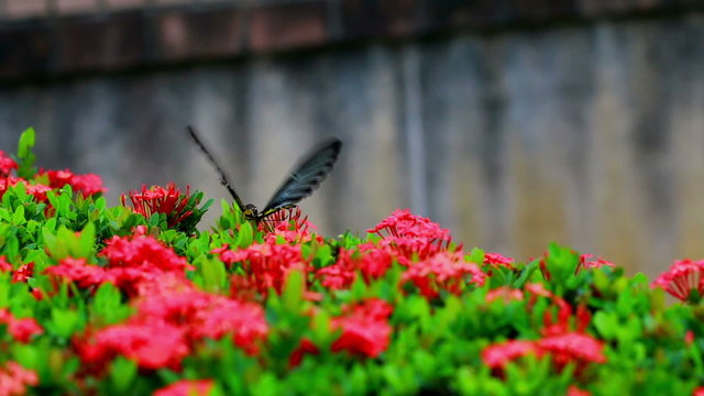 Butterflies are flying to suck nectar from flowers in red. And the nectar of flowers Ahmadinejad Gaysorn.