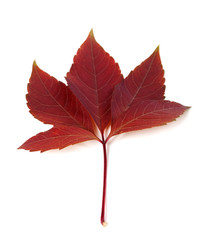 Dark-red autum virginia creeper leaf