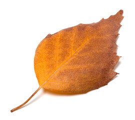Naklejka premium Dry autumn leaf of birch
