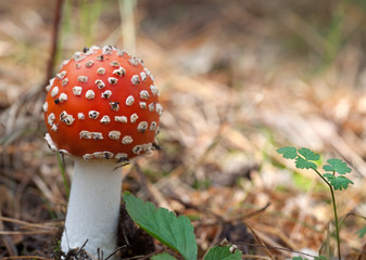 Red amanita muscaria mushroom in forest