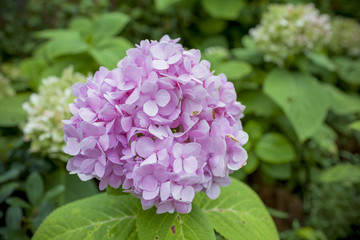 Closeup Pink Hydrangea flower with flower garden background