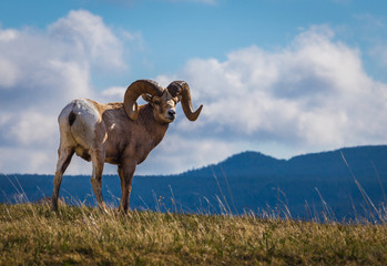 Fototapeta premium Rocky Mountain Sheep