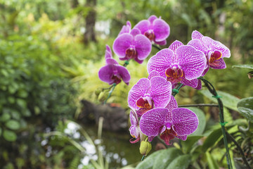 Colorful thai orchid with space on green garden background