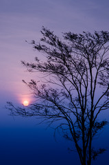 Sunrise in morning with tree silhouette